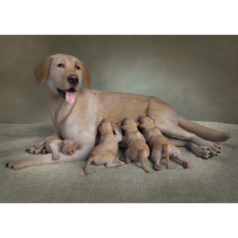 Newborn Puppies for the HiveWire Big Dog