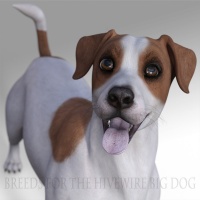 Breeds for the HW Dog - Jack Russell